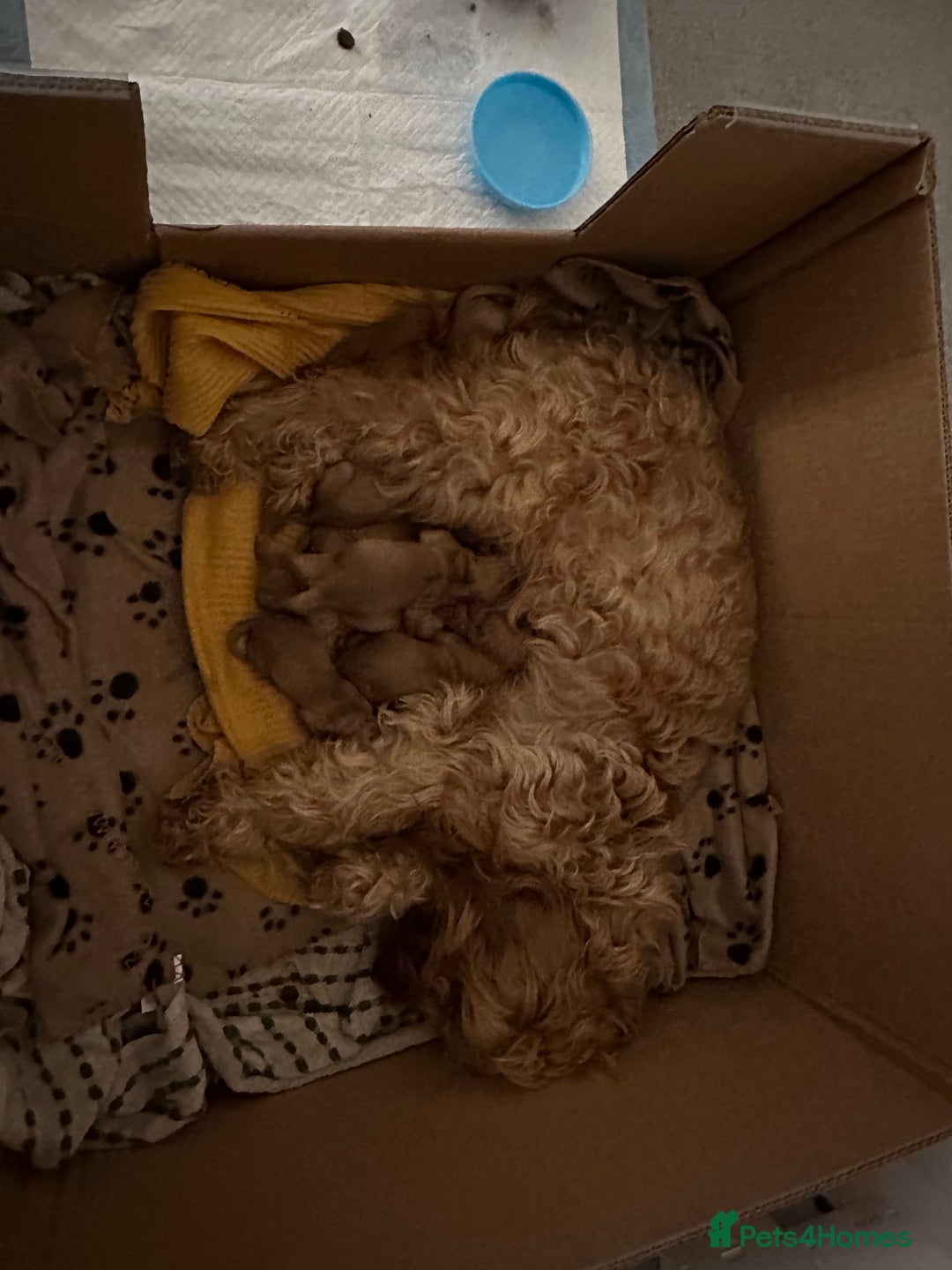 Cockapoo dogs for sale: Red & Apricot Cockapoo puppies  - Image 2