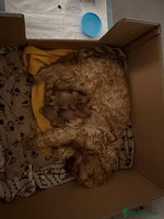 Cockapoo dogs - Advert 2