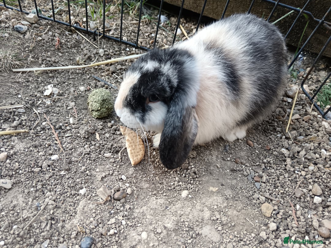 Mini Lop rabbits for sale: Mini lop rabbit - Image 2