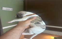 Whippet dogs for sale: Rare colours full pedigree KC Reg whippet pups  - Image 34