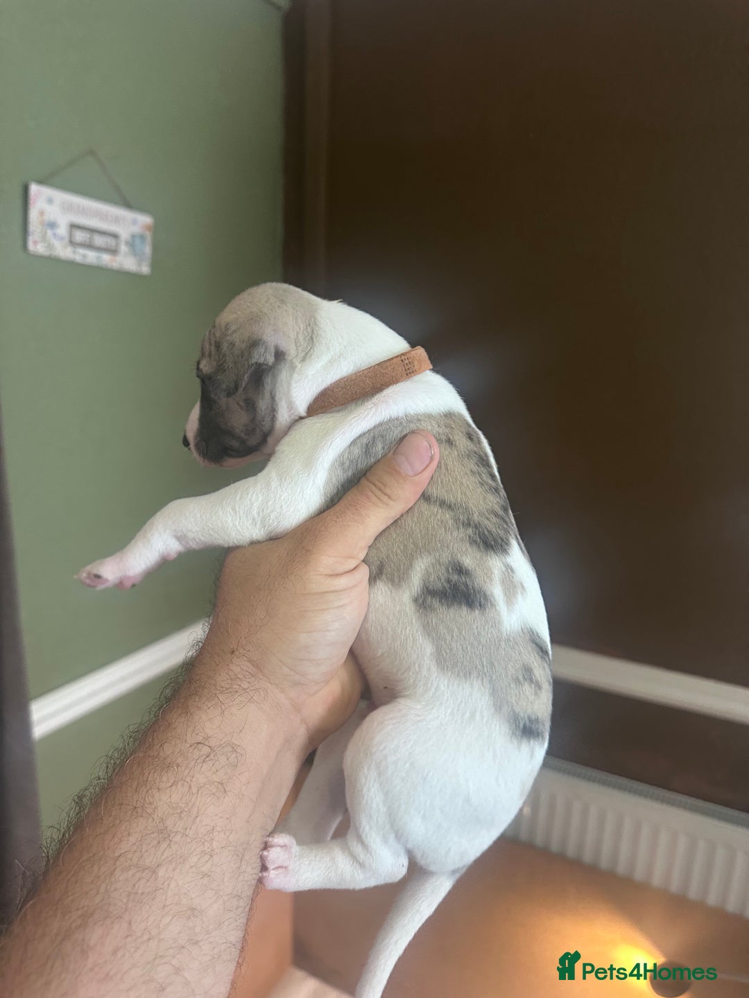 Whippet dogs for sale: Rare colours full pedigree KC Reg whippet pups  - Image 34