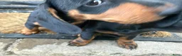 Miniature Dachshund dogs for sale: Beautiful miniature dachshund puppies - Advert 16