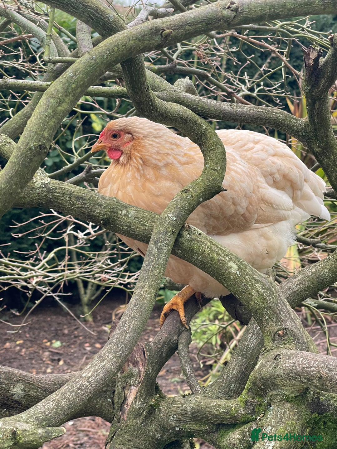 Chickens poultry for sale: BANTAM WYANDOTTE HENS & COCKERELS - Advert 18