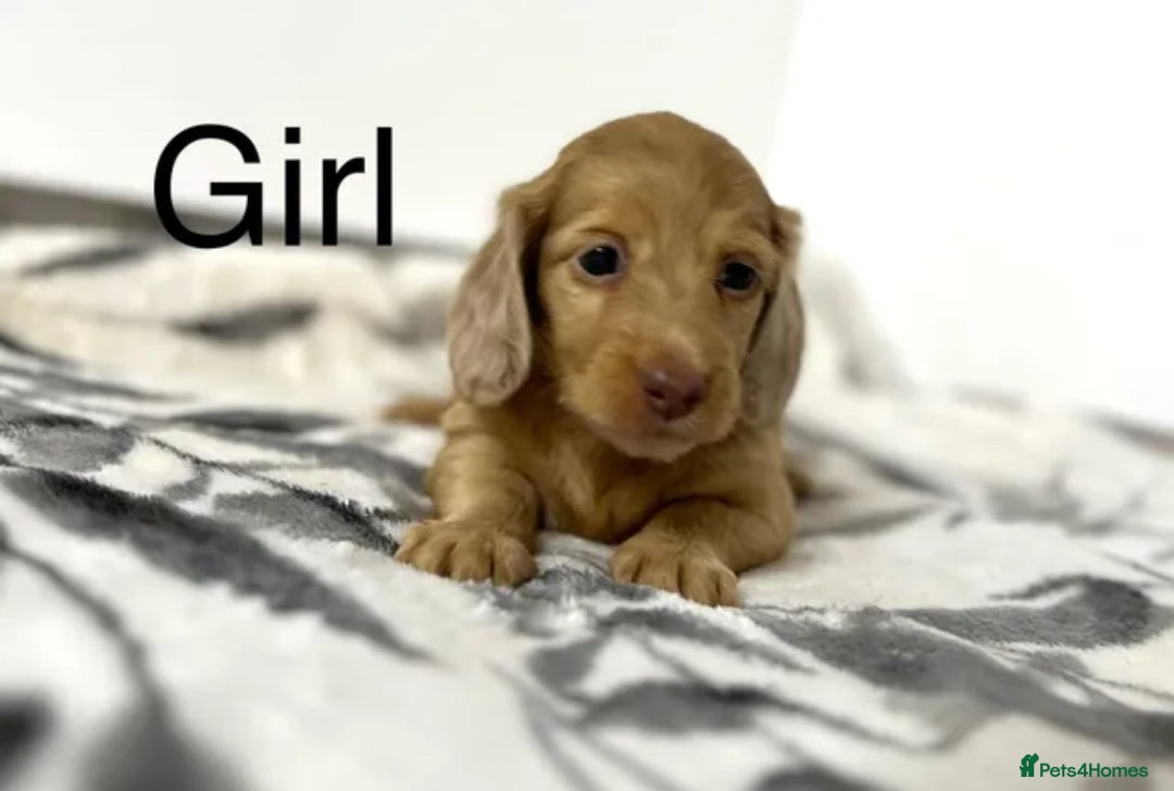 Miniature Dachshund dogs for sale: Miniature longhair dachshunds health test parents  - Image 16
