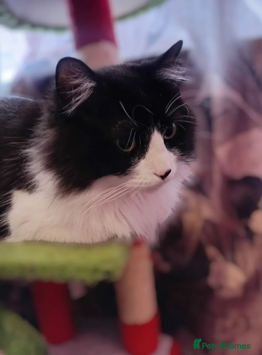 Mixed Breed cats for adoption: A beautiful female cat looking for a loving home  - Advert 2