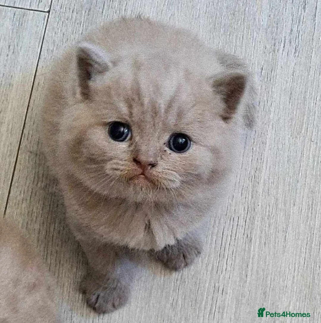 British Shorthair cats for stud: For stud lilac boy Sir Arnold (carries choc gene) in Bradford - Advert 12