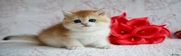 British Shorthair cats for sale: British shorthair available 🦁 - Advert 10