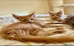 Maine Coon cats for sale: Last Ginger Boy Pure Mainecoon! - Image 7