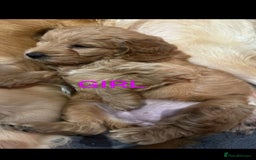 Goldendoodle dogs for sale: Goldendoodle Puppy 1 - F1 Minature Goldendoodle puppies  - Image 7
