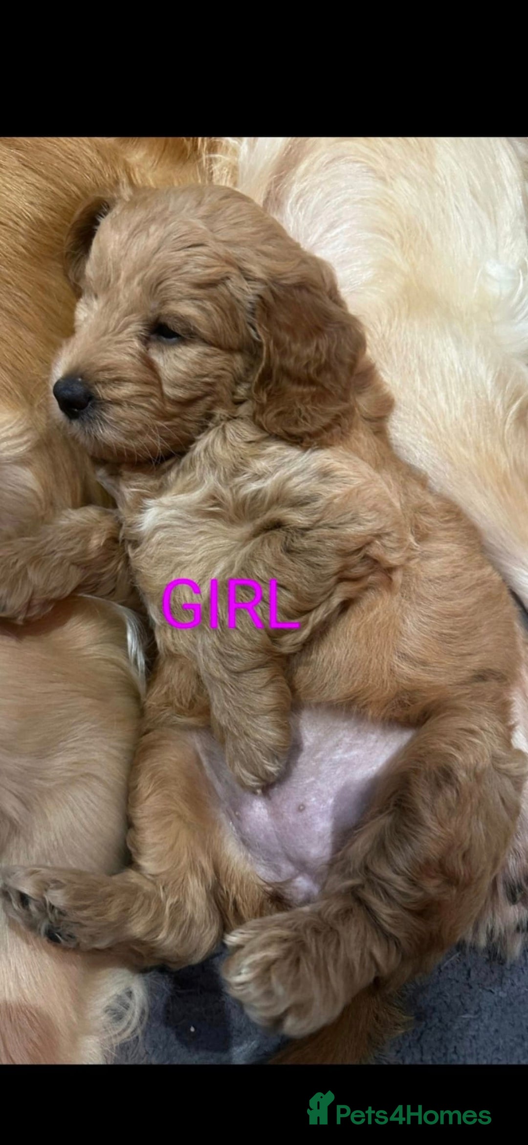 Goldendoodle dogs for sale: Goldendoodle Puppy 1 - F1 Minature Goldendoodle puppies  - Image 7