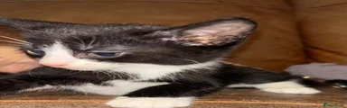 Mixed Breed 2