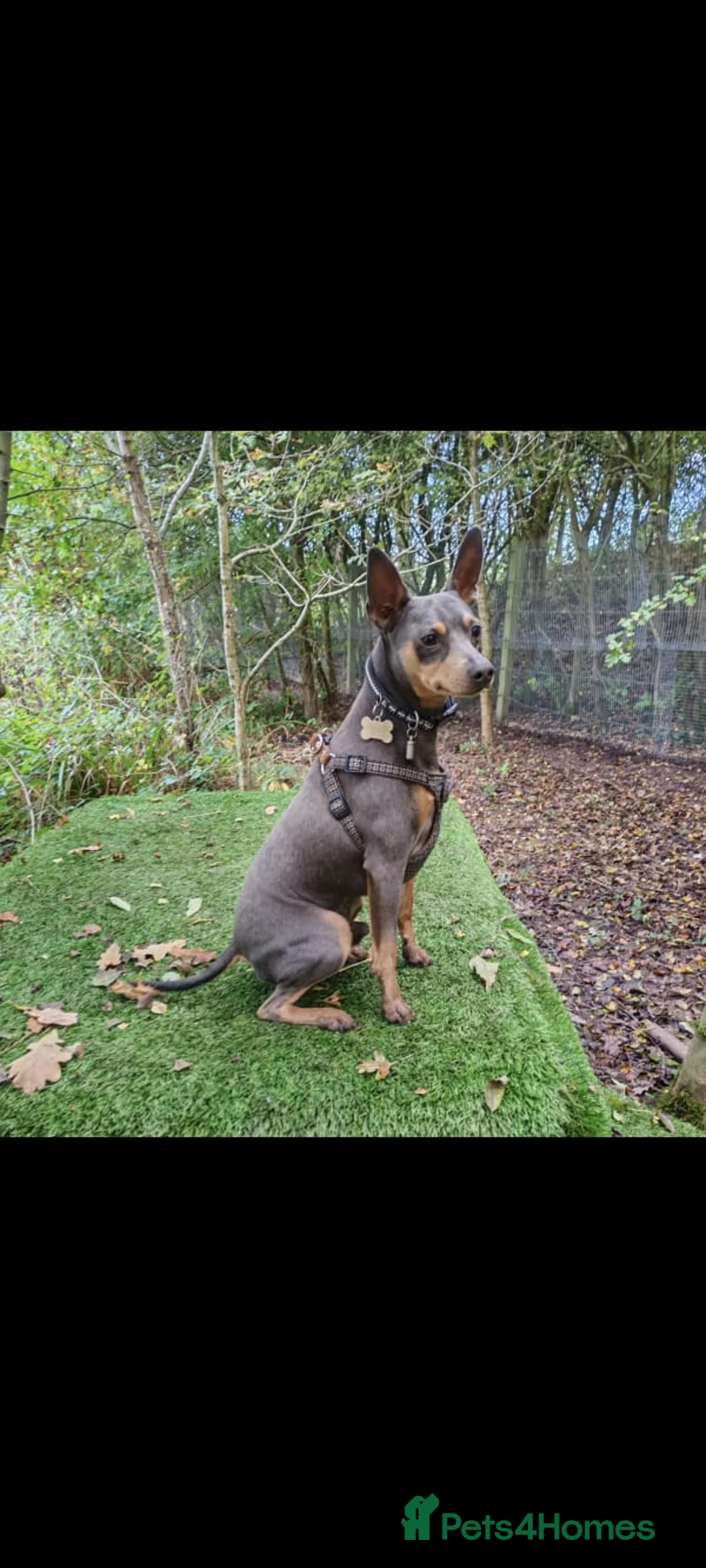 Mixed Breed dogs for sale: Jackpins in Manchester - Advert 8