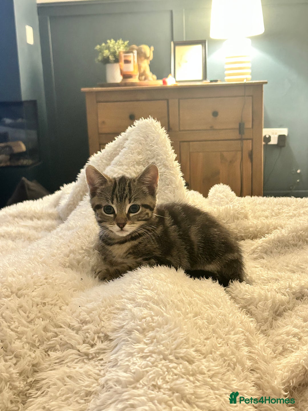 Domestic Shorthair cats for sale: Gorgeous little tabby girl - ready to go - Image 6