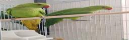 Mixed Breed birds for sale: Indian Ringneck Parakeets  - Advert 8
