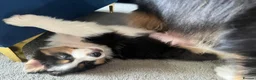 Australian Shepherd dogs for sale: Australian Shepherd puppies - Merles /Tris - Advert 12