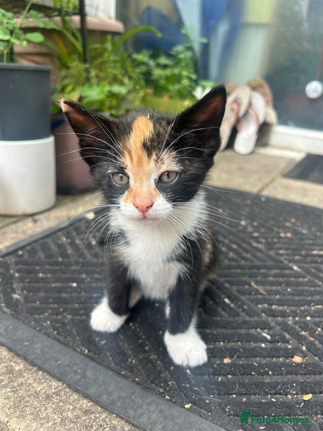 Mixed Breed cats for sale: Beautiful playful kitties  - Advert 2
