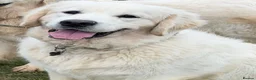 Golden Retriever dogs for sale: KC reg fully health tested 1 year old male  - Advert 3