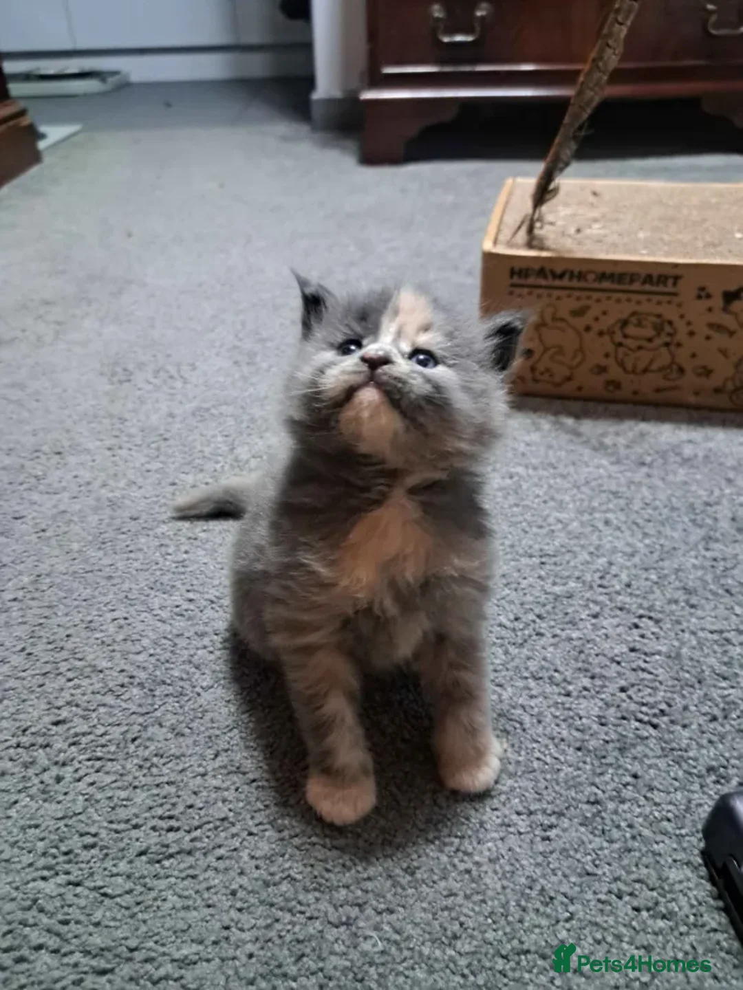 Maine Coon cats for sale: Gorgeous Maine Coon Kittens for sale - Advert 1