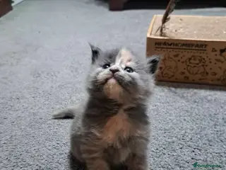 Maine Coon cats Gorgeous Maine Coon Kittens for sale - Advert 1