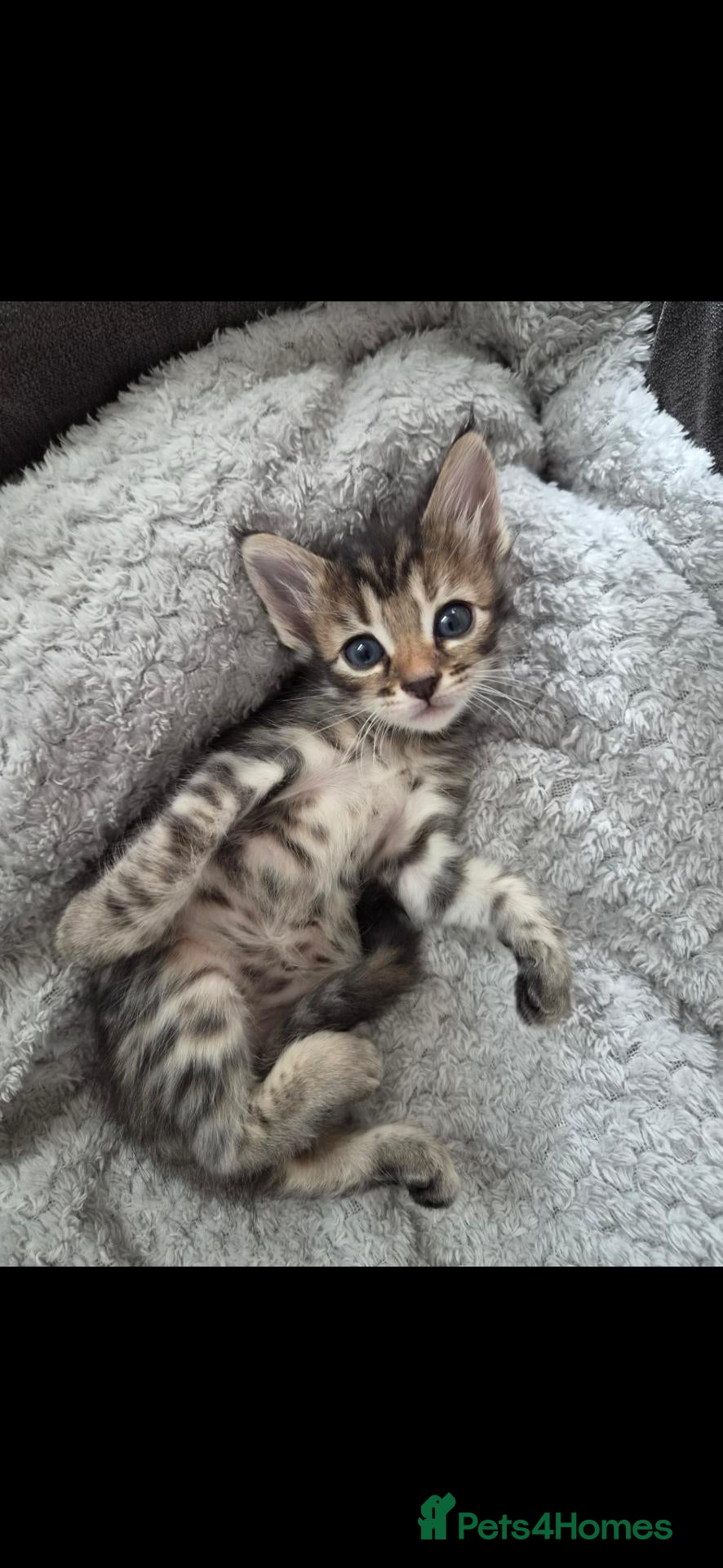 Mixed Breed cats Girl Bengal & Tabby !!!Pls Read description!!!  - Advert 1