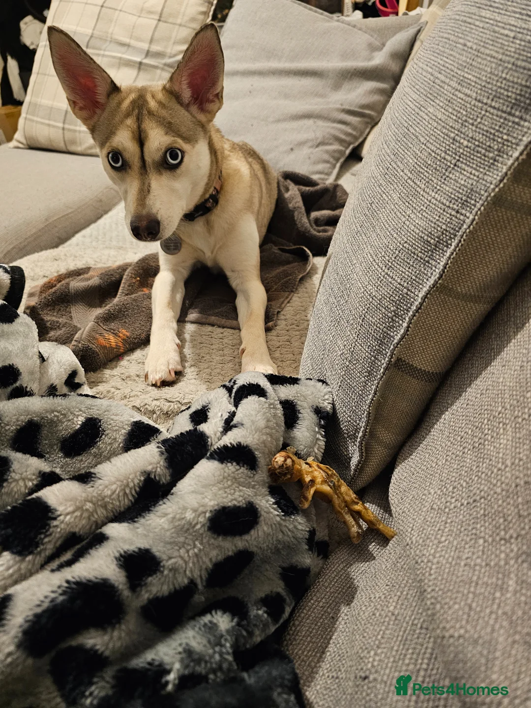 Mixed Breed dogs for sale: Adorable little girl  in Cranbrook - Advert 4