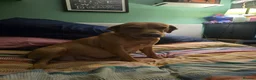 Labrador Retriever dogs for sale: Labrador Retriever puppies in Haverhill - Advert 5