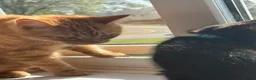 British Shorthair cats for sale: Tigger needs a new loving home  - Advert 9