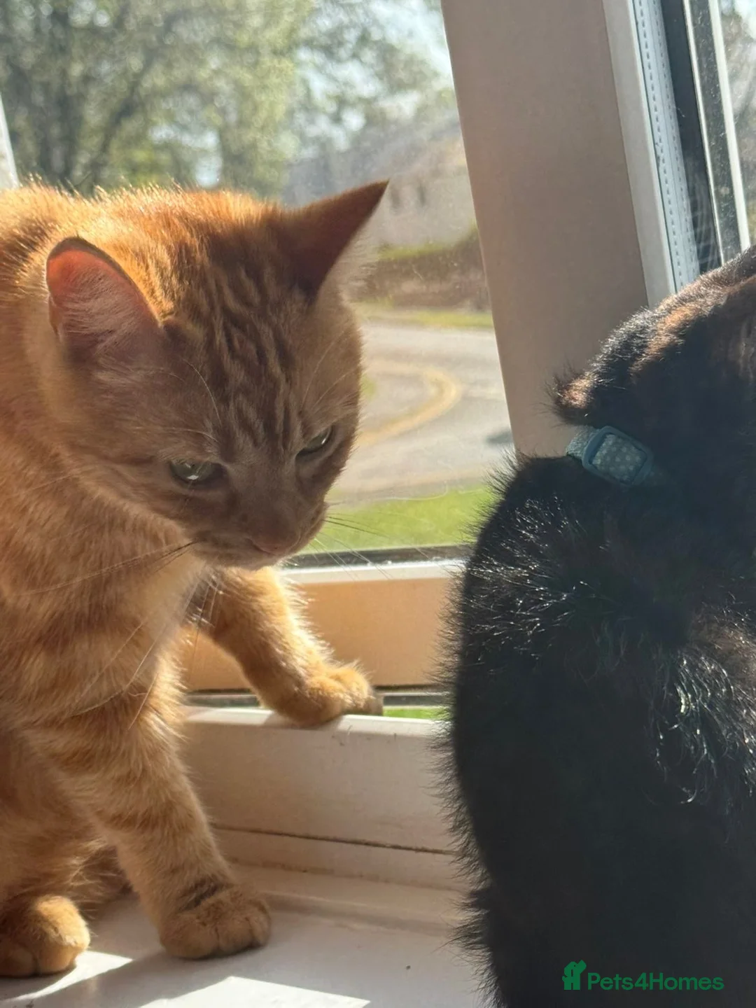 British Shorthair cats for sale: Tigger needs a new loving home  - Advert 9