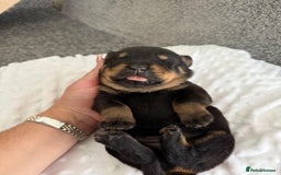 Rottweiler dogs for sale: Stunning chunky Rottweiler puppies - Image 10