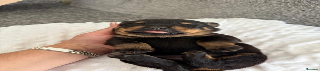 Rottweiler Puppy 3