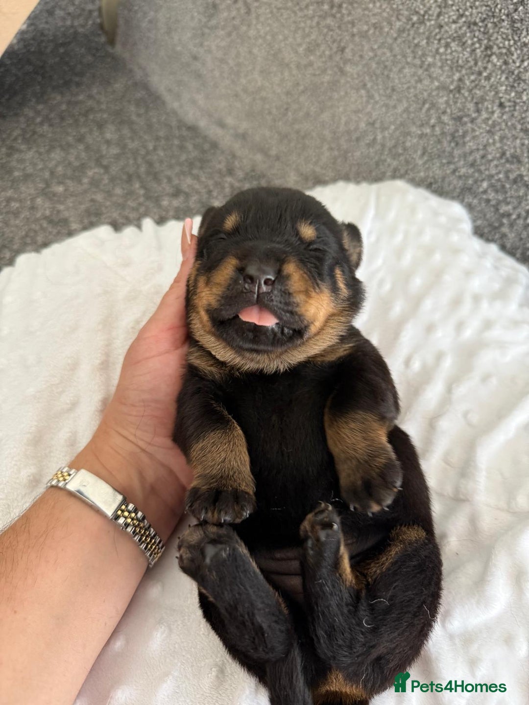 Rottweiler dogs for sale: Stunning chunky Rottweiler puppies - Image 10
