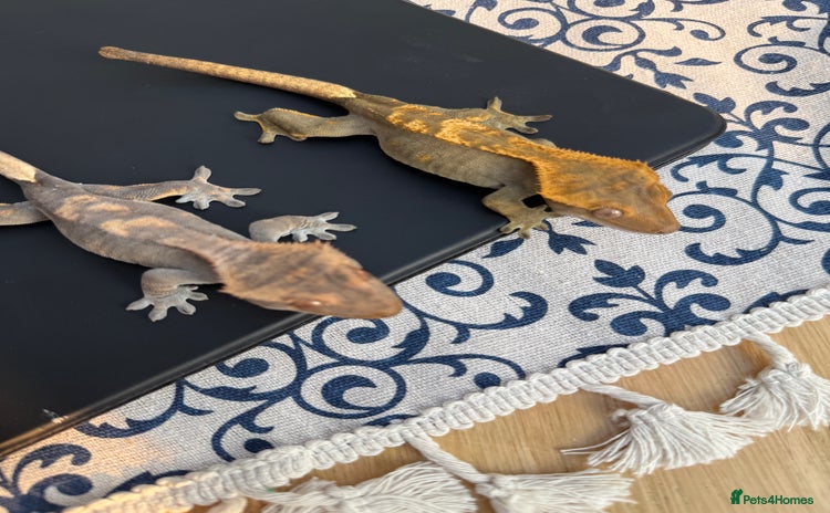 Gecko reptiles - Advert 1