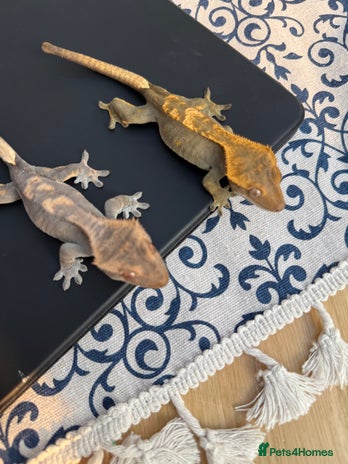 Gecko reptiles - Advert 2