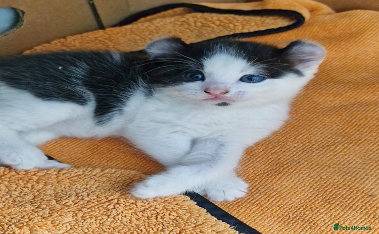 Mixed Breed cats - Advert 1