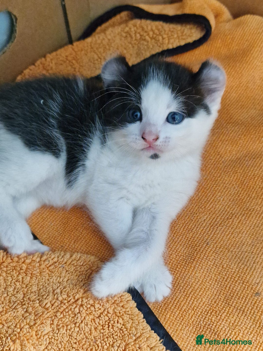 Mixed Breed cats for sale: 4 peculiar kittens with elf ears ❤️ - Image 1