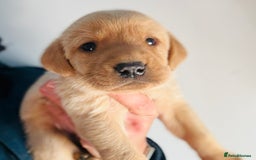 Labrador Retriever dogs for sale: Gorgeous KC Labrador puppies  - Image 14