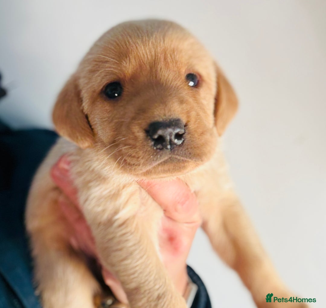 Labrador Retriever dogs for sale: Gorgeous KC Labrador puppies  - Image 14