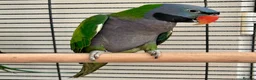 Parakeets birds for sale: Derbyan lord derby parakeet in Oldham - Advert 8