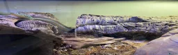 Garter Snake reptiles for sale: Cb26 lake chapala garter snakes - Advert 1