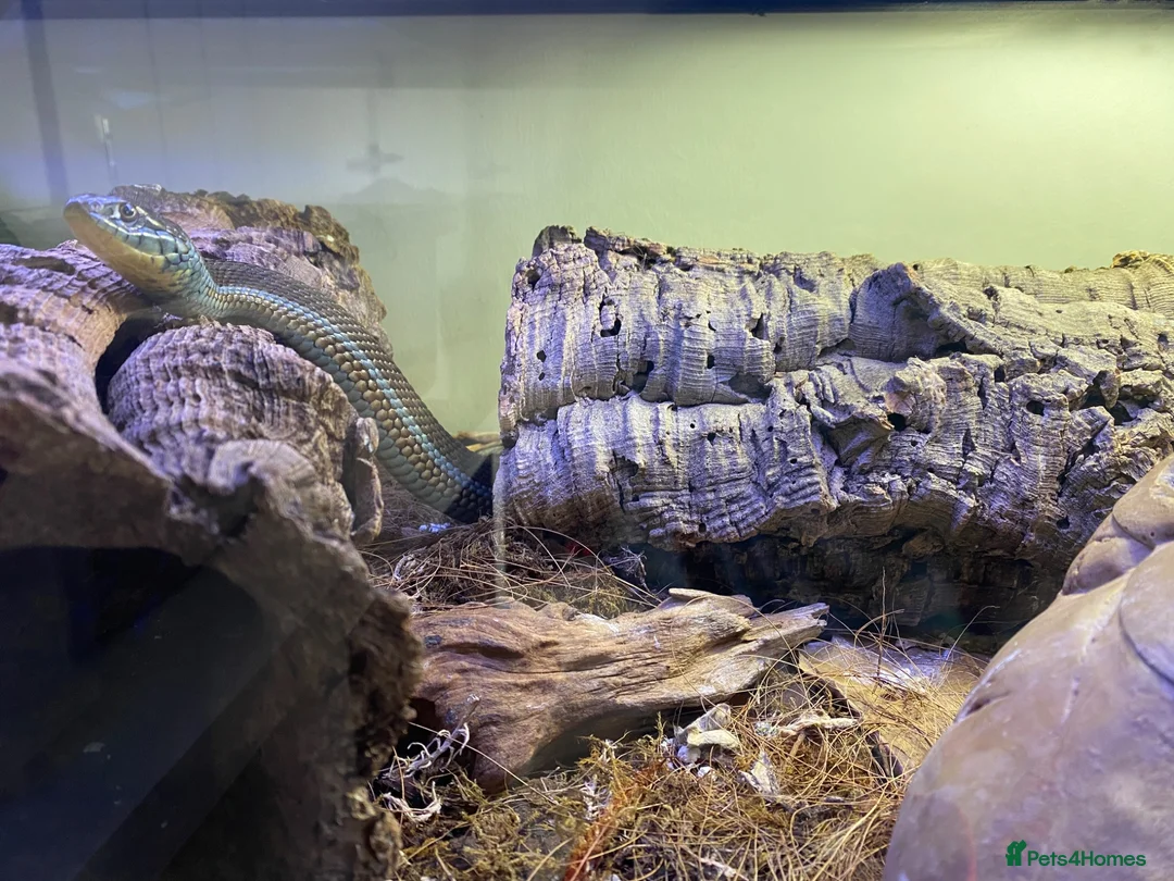 Garter Snake reptiles for sale: Cb26 lake chapala garter snakes - Advert 1