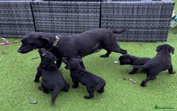 Labrador Retriever dogs for sale: Fabulous Labrador puppies  - Advert 2