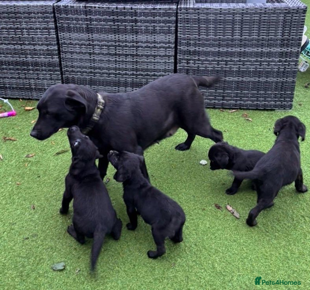 Labrador Retriever dogs for sale: Fabulous Labrador puppies  - Advert 2