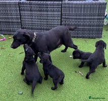 Labrador Retriever dogs Fabulous Labrador puppies - Advert 6