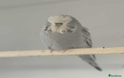 Budgerigars birds for sale: Selection of Budgies’s  - Advert 2