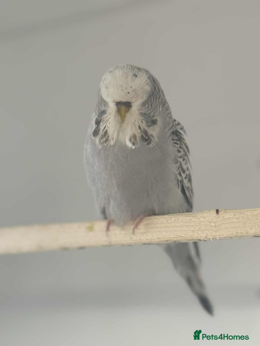 Budgerigars birds for sale: Selection of Budgies’s  - Advert 2