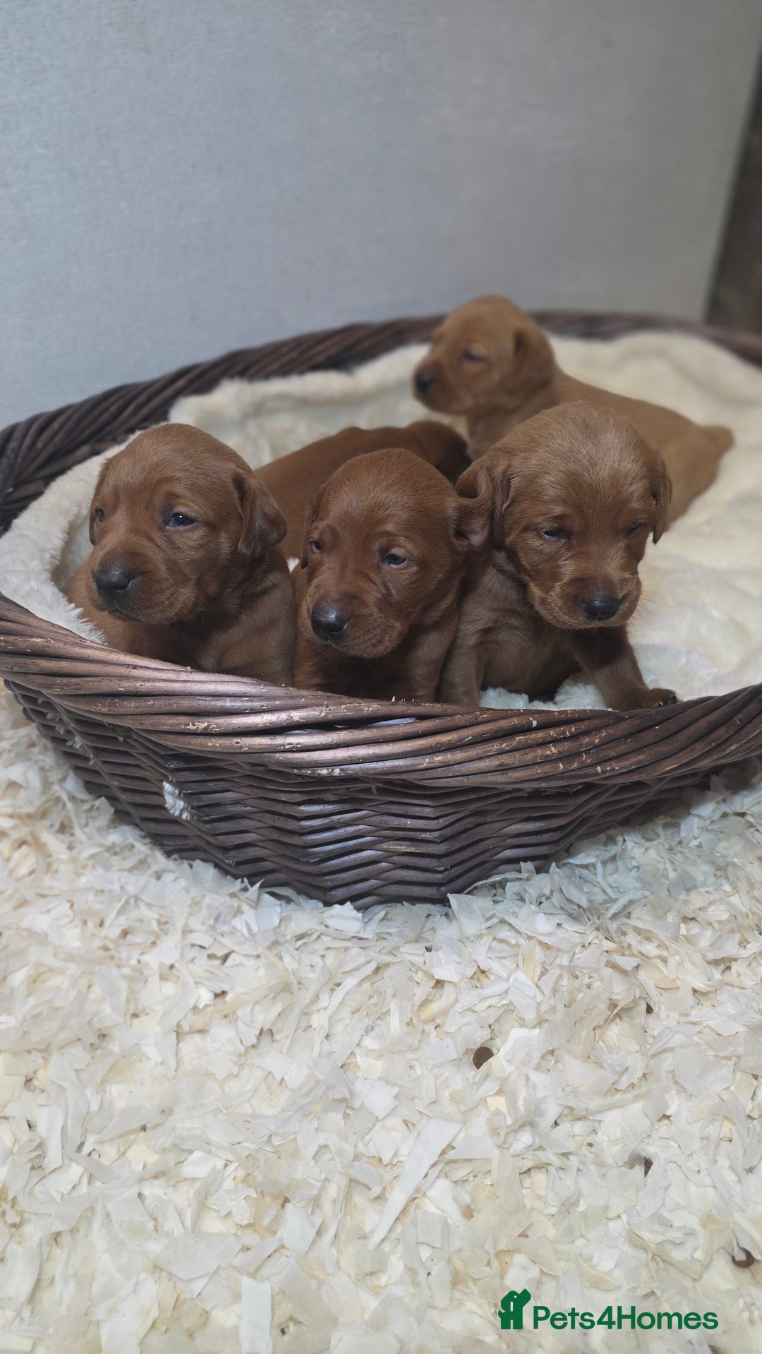 Labrador Retriever dogs for sale: Very Dark Fox Red Labrador Puppies *Health Tested* - Advert 14