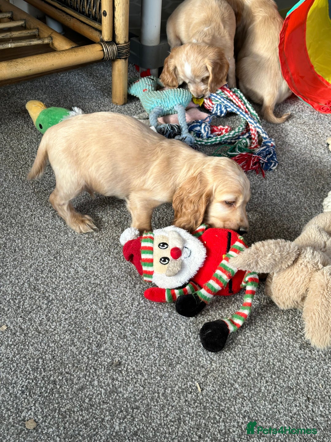 Cocker Spaniel dogs for sale: Beautiful gold cocker puppies - Image 6