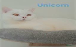 British Shorthair cats for sale: Closing of BSH cattery, 50% discount  - Image 7