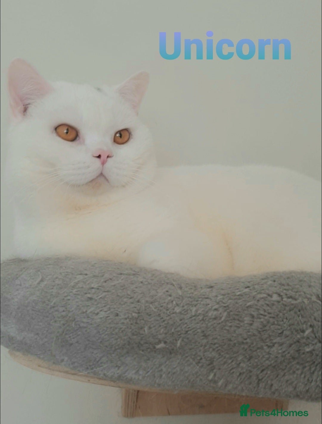 British Shorthair cats for sale: Closing of BSH cattery, 50% discount  - Image 7