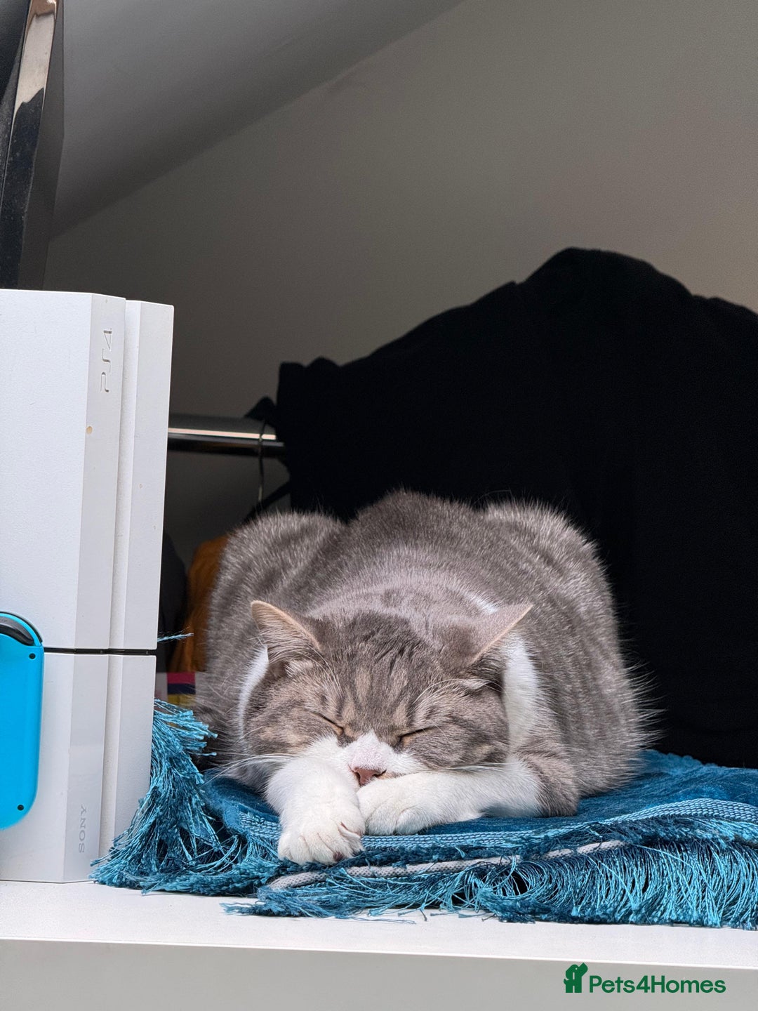 British Shorthair cats for sale: Male british shorthair 2.5 years old indoor only - Advert 4